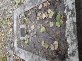 image of grave number 899522